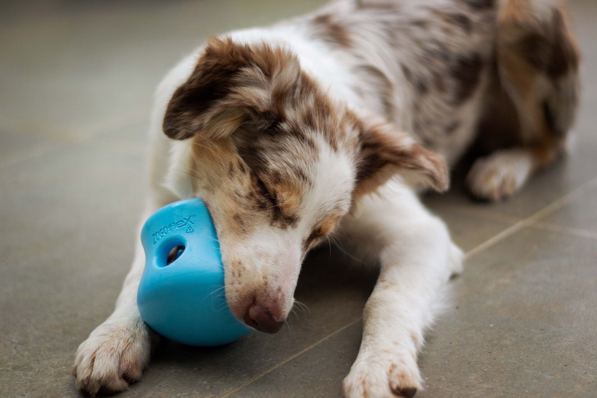 can dogs eat pomelo fruit