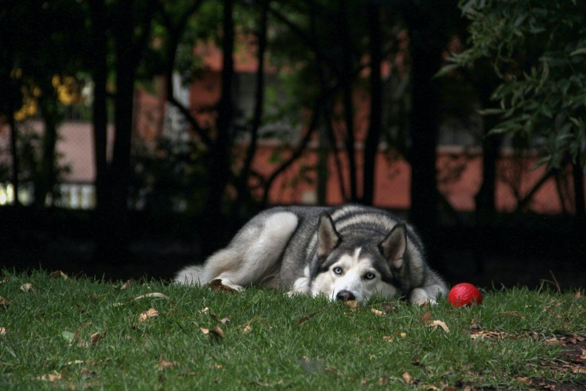 are persimmons itself bad for dogs