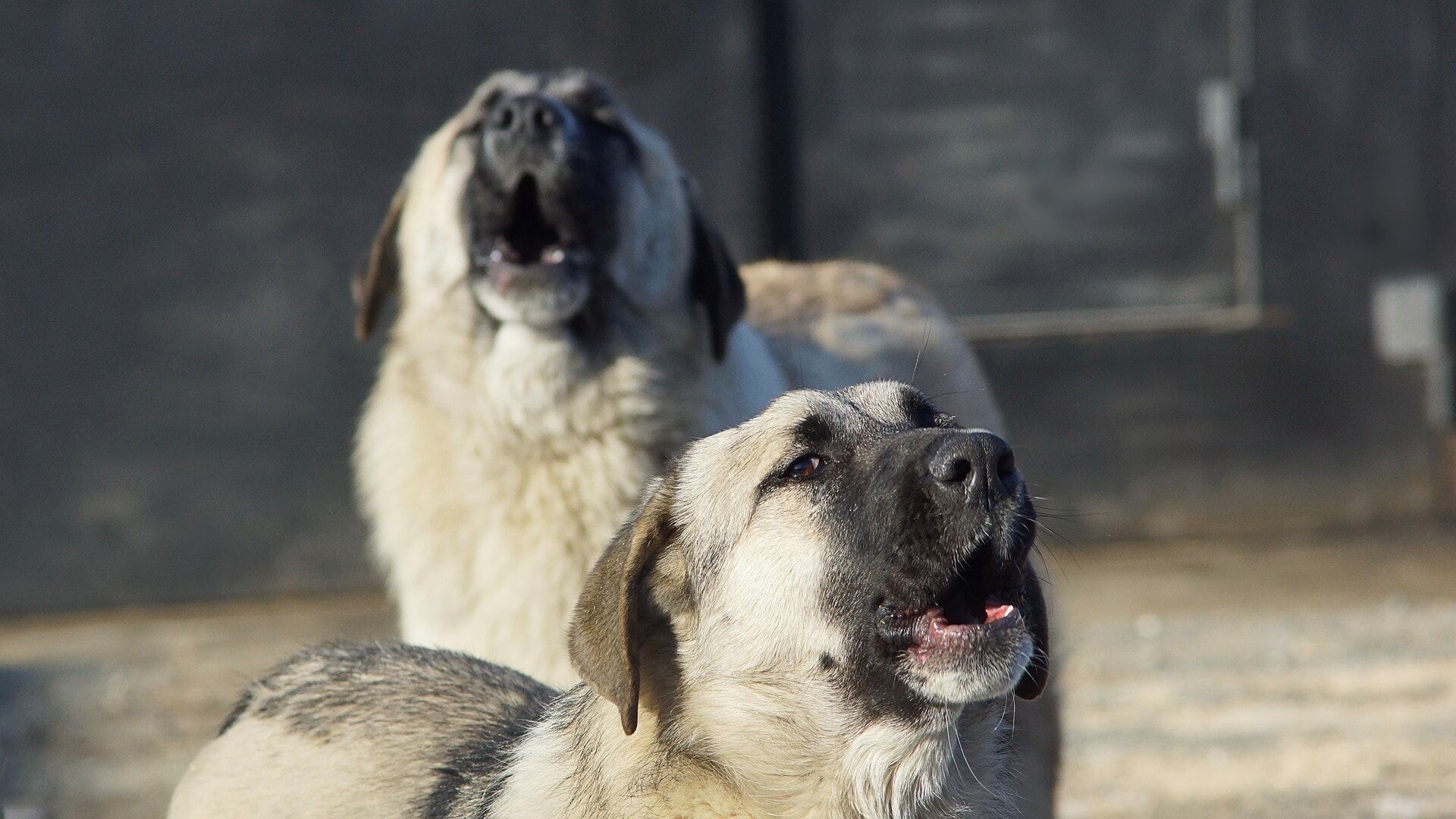 How To Boil Chicken For Dogs? - ohmydogsdiet